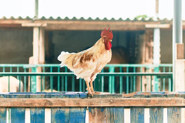 農場の愛らしい鶏 — ストック写真