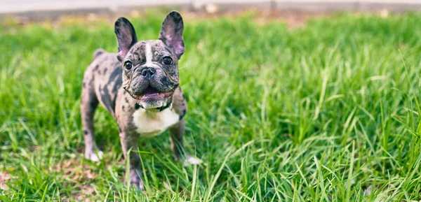 Hermoso Cachorro Manchado Bulldog Francés Feliz Parque Aire Libre —  Fotos de Stock