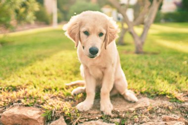 Güzel ve sevimli Golden Retriever köpek yavrusu parkta yeşil çimlerin üzerinde oturmuş eğleniyor. Güzel labrador safkan köpek.