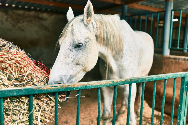Liebenswertes Pferd Stall — Stockfoto