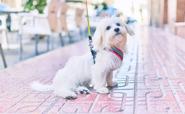 Bedårande Vit Hund Gatan Staden — Stockfoto