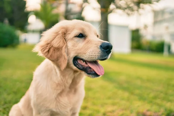 緑の芝生の上に座って公園で楽しんでいる美しくかわいいゴールデンレトリバー子犬の犬 素敵なラブラドール純血犬 — ストック写真