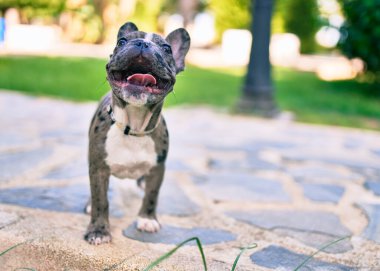Güzel köpek yavrusu benekli Fransız bulldog parkın dışında mutlu.