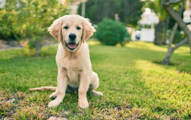 Güzel ve sevimli Golden Retriever köpek yavrusu parkta yeşil çimlerin üzerinde oturmuş eğleniyor. Güzel labrador safkan köpek.