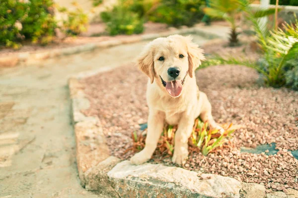 Belle Mignonne Chiot Golden Retriever Amuser Parc Assis Sur Herbe — Photo