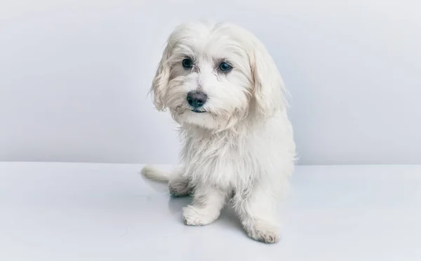 Adorable Dog Isolated White Background — Stock Photo, Image