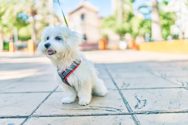 Entzückender Weißer Hund Auf Der Straße Der Stadt — Stockfoto