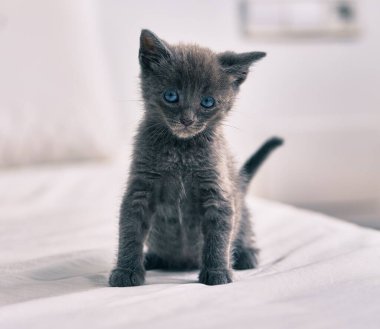 Tatlı gri kedi yatakta dinleniyor..