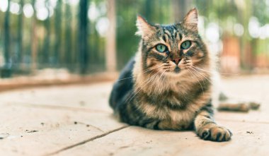 Sevimli kedi parkta dinleniyor..