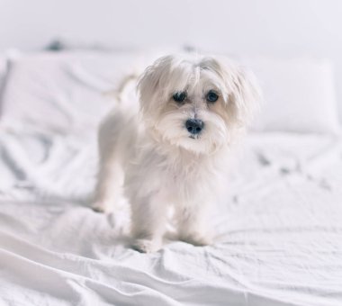 Yatakta sevimli beyaz köpek.