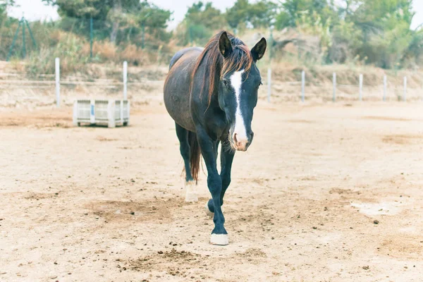 Cavalo Adorável Fazenda — Fotografia de Stock