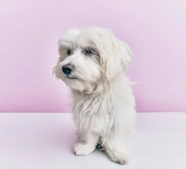 Cão Adorável Sobre Fundo Rosa Isolado — Fotografia de Stock