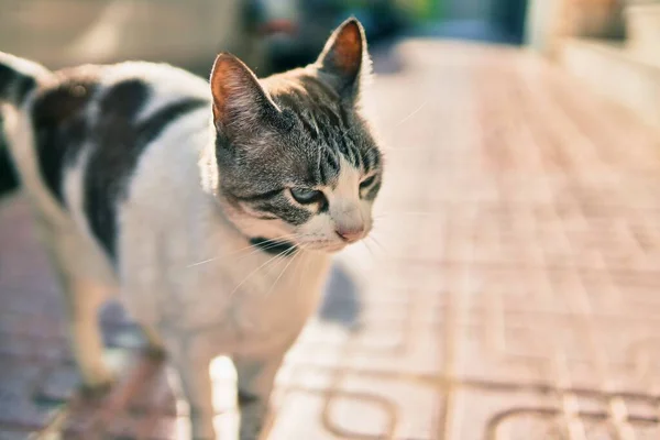 Sokakta Mavi Gözlü Güzel Bir Sokak Kedisi — Stok fotoğraf