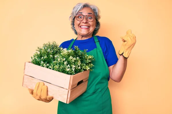 Senior Hispanic Woman Wearing Gardener Apron Gloves Holding Plant Wooden — Stockfoto