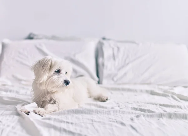 Adorable white dog at bed.