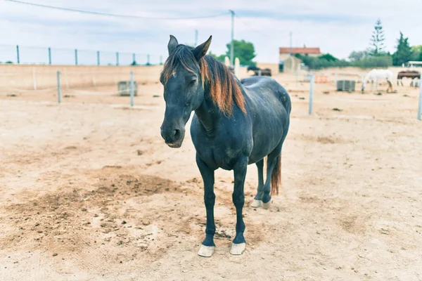 Чарівний Кінь Фермі — стокове фото