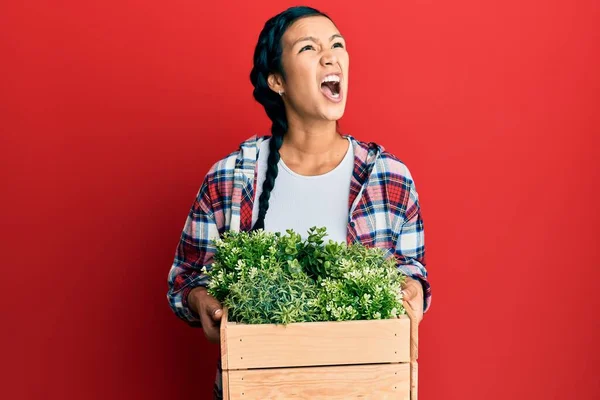 Mulher Hispânica Bonita Segurando Panela Madeira Planta Irritado Louco Gritando — Fotografia de Stock