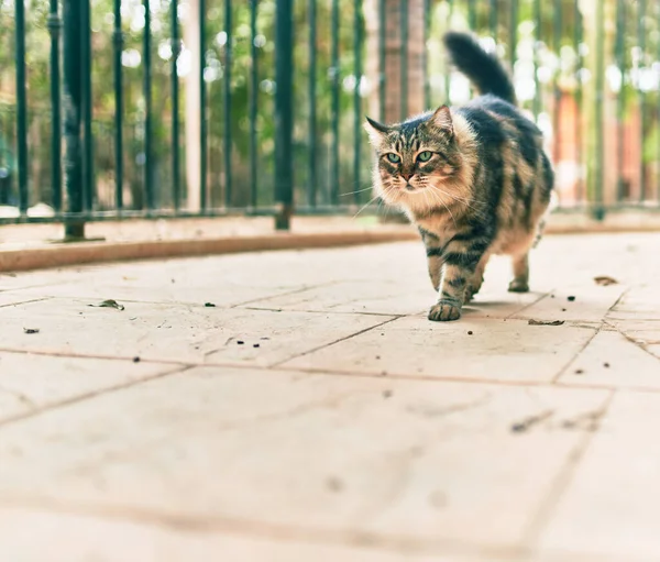 Parkta Yürüyen Sevimli Kedi — Stok fotoğraf
