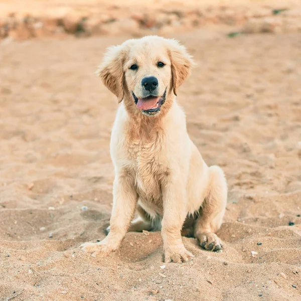 Piękny Ładny Piesek Golden Retriever Zabawy Plaży Siedzi Złotym Piasku — Zdjęcie stockowe