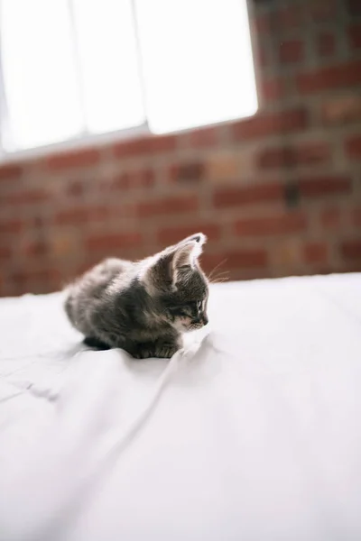 Hermoso Lindo Peludo Gris Gatito Pequeño Gato Jugando Cama Día — Foto de Stock