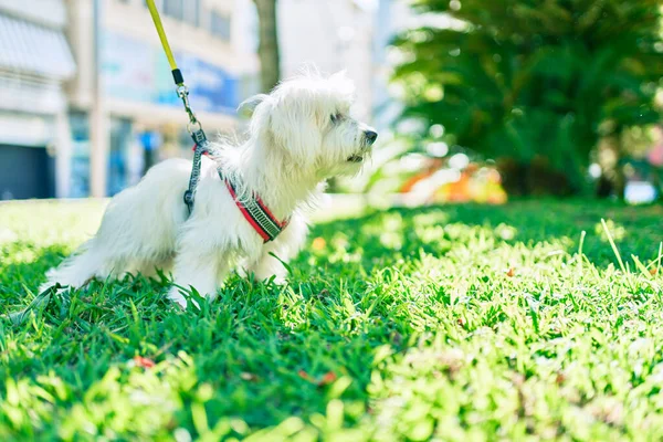 Adorable White Dog Park — Stock Photo, Image