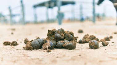 Animal shit at the farm