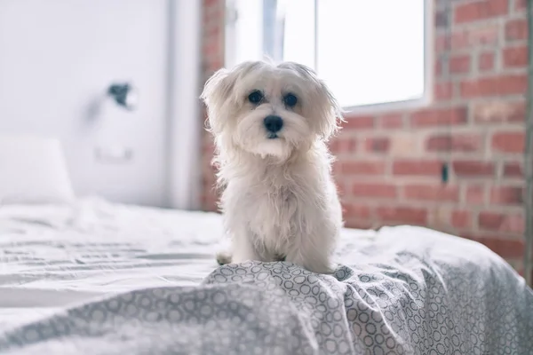 Liebenswerter Weißer Hund Bett — Stockfoto