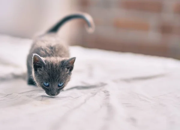 Bedårande Grå Katt Avkopplande Vid Sängen — Stockfoto