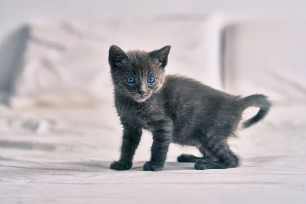 Schattige Grijze Kat Ontspannen Aan Het Bed — Stockfoto