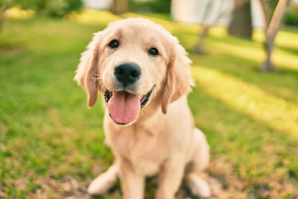 Hermoso Lindo Perro Cachorro Golden Retriever Divertirse Parque Sentado Hierba —  Fotos de Stock