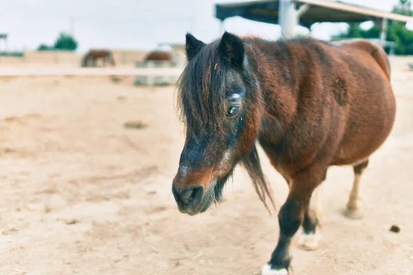 Adorable Pony Caminando Granja — Foto de Stock