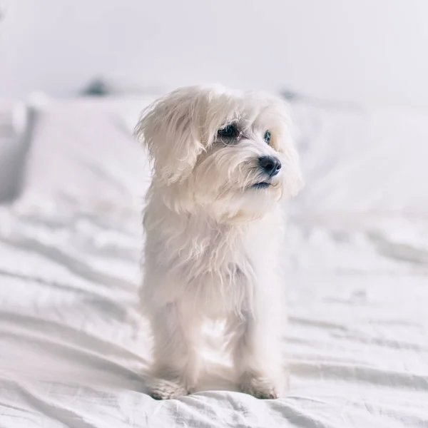 Adorável Cão Branco Cama — Fotografia de Stock