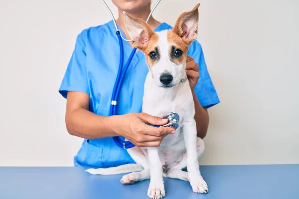 Giovane Cucciolo Veterinario Andando Controllo Sanitario Cane Esaminatore Professionista Utilizzando — Foto Stock