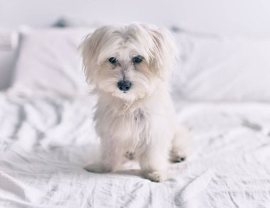 Yatakta sevimli beyaz köpek.