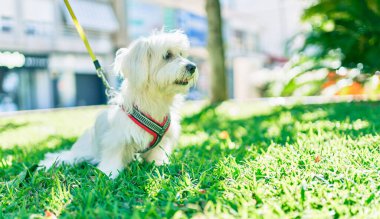 Parktaki sevimli beyaz köpek..