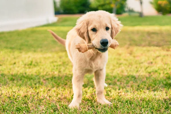 Vacker Och Söt Golden Retriever Valp Hund Har Kul Parken — Stockfoto