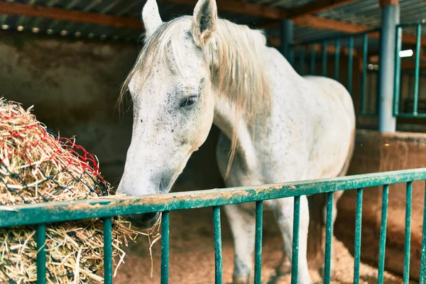 Симпатичная Лошадь Сарае — стоковое фото