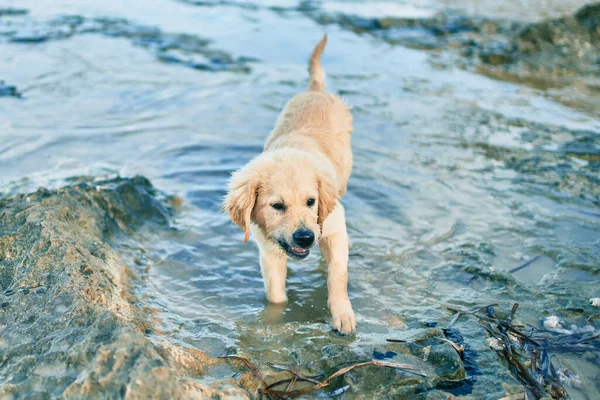 Beautiful and cute golden retriever puppy dog having fun at the beach sitting on the golden sand. Lovely labrador purebred playing splashing water from the sea