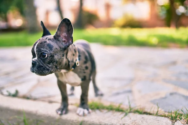 Bonito Cachorro Manchado Bulldog Francês Feliz Parque Livre — Fotografia de Stock