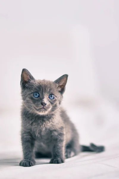 Adorabile Gatto Grigio Che Rilassa Letto — Foto Stock