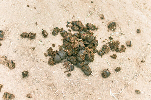 Animal shit at the farm