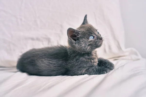 Yatakta Yatan Sevimli Gri Kedi — Stok fotoğraf