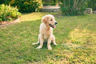 Güzel ve sevimli Golden Retriever köpek yavrusu parkta yeşil çimlerin üzerinde oturmuş eğleniyor. Güzel labrador safkan köpek.