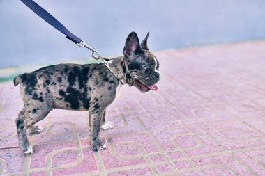 Güzel köpek yavrusu benekli Fransız bulldog tasmasıyla şehirde yürüyüşe çıkıyor.