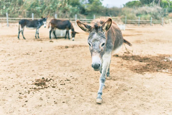 Grupo Burros Caminando Granja — Foto de Stock