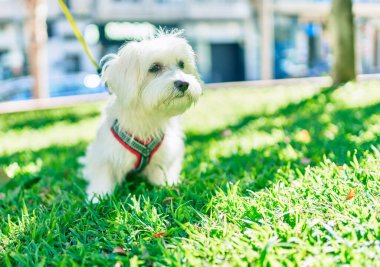 Parktaki sevimli beyaz köpek..