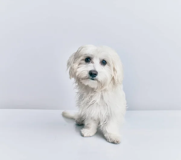 Rozkošný Pes Přes Izolované Bílé Pozadí — Stock fotografie