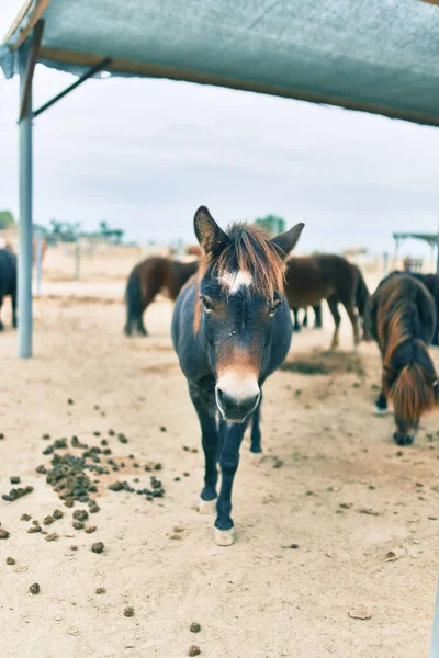 Entzückende Ponys Auf Dem Bauernhof — Stockfoto