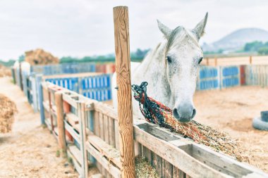 Çiftlikteki sevimli at..