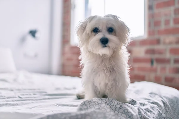 Adorable white dog at bed.